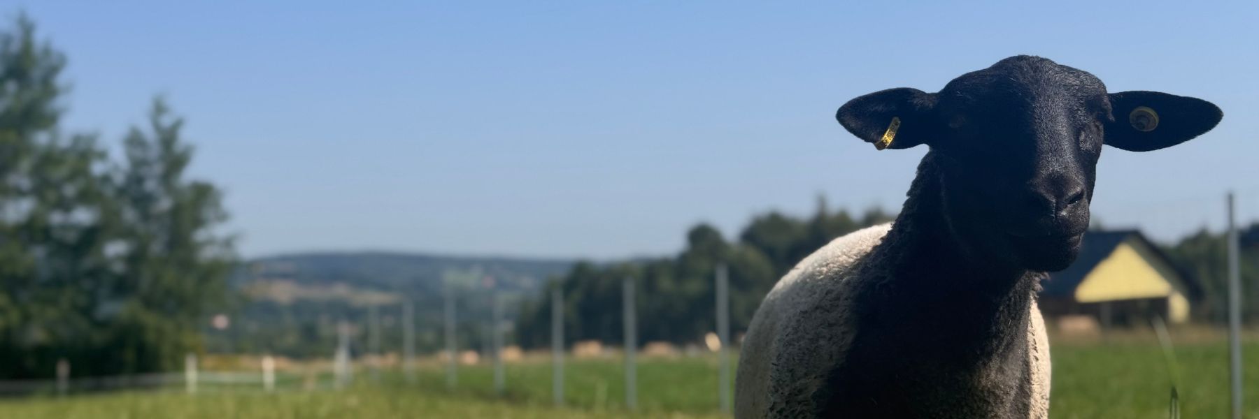 Dorper Polska Dorper Poland Barwałd Dolny małopolska