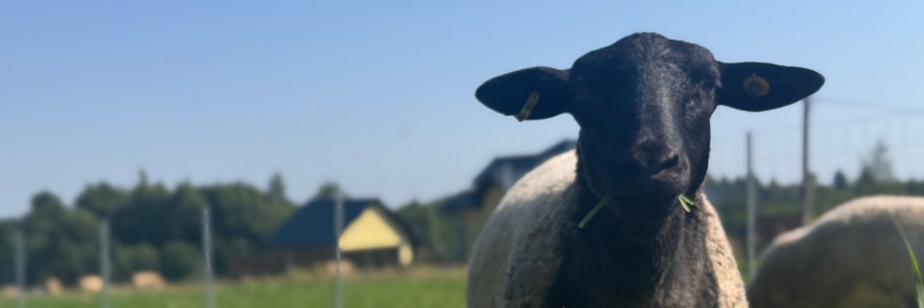 Dorper Polska Dorper Poland Barwałd Dolny małopolska 2