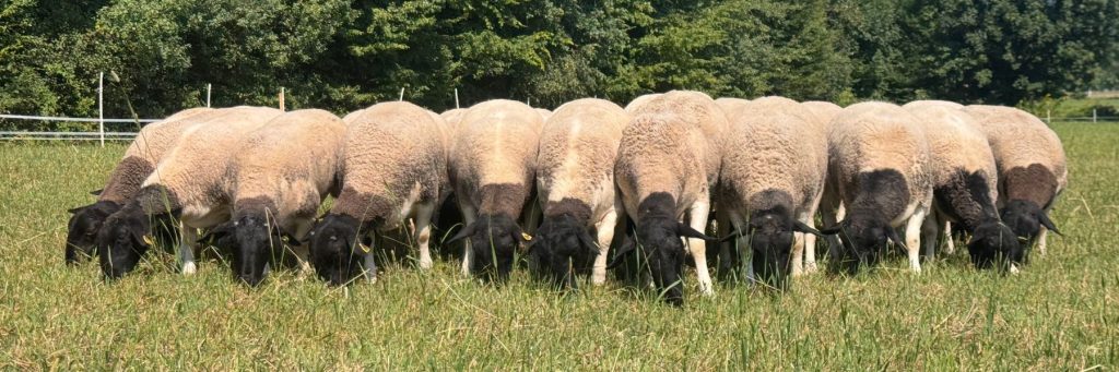 Dorper Polska Dorper Poland Barwałd Dolny małopolska 3