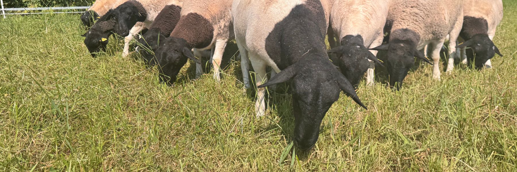 Dorper Polska Dorper Poland Barwałd Dolny małopolska 4