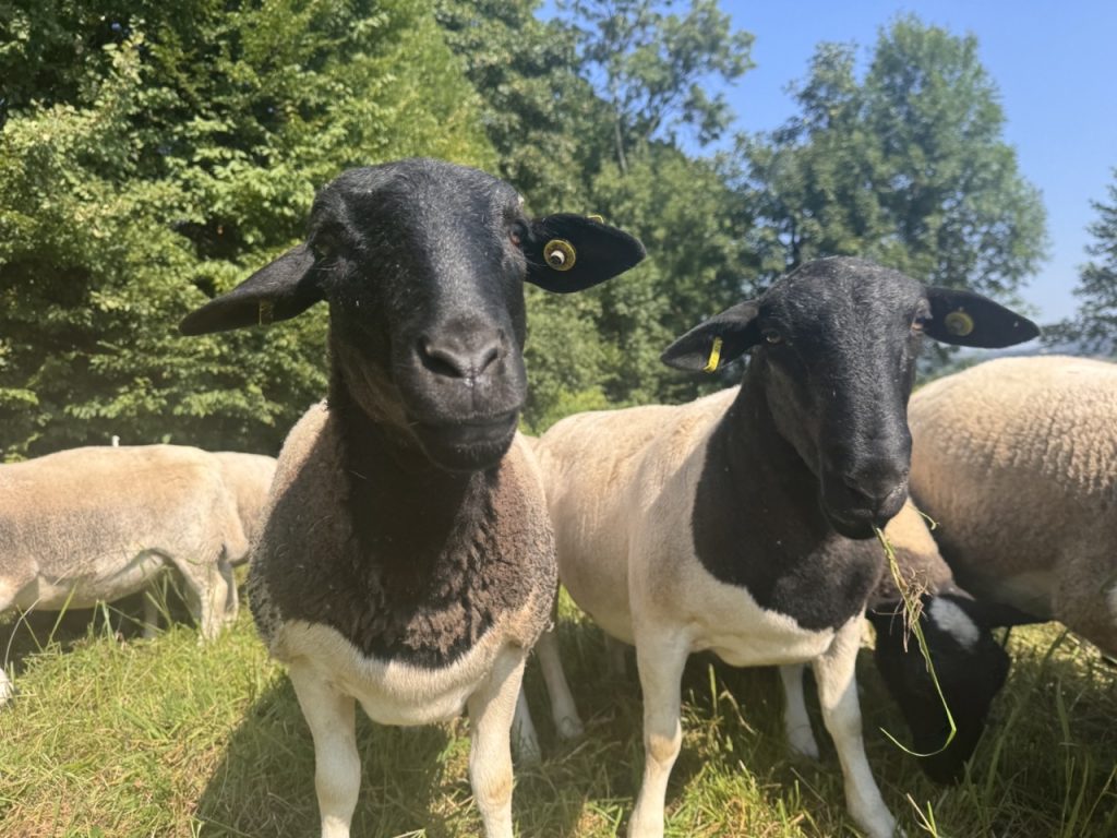 1 Dorper Polska Barwald by Infinity Foto Love IMG_8692 Duży