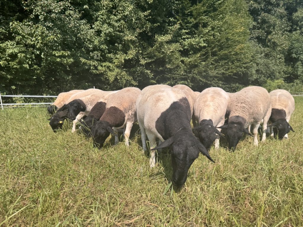 2 Dorper Polska Barwald by Infinity Foto Love IMG_8702 Duży