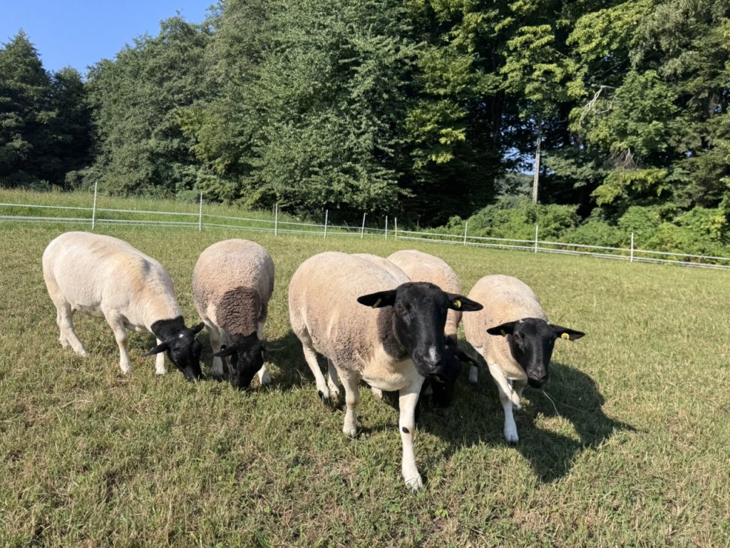 Dorper Polska Barwald by Infinity Foto Love IMG_8683 Duży