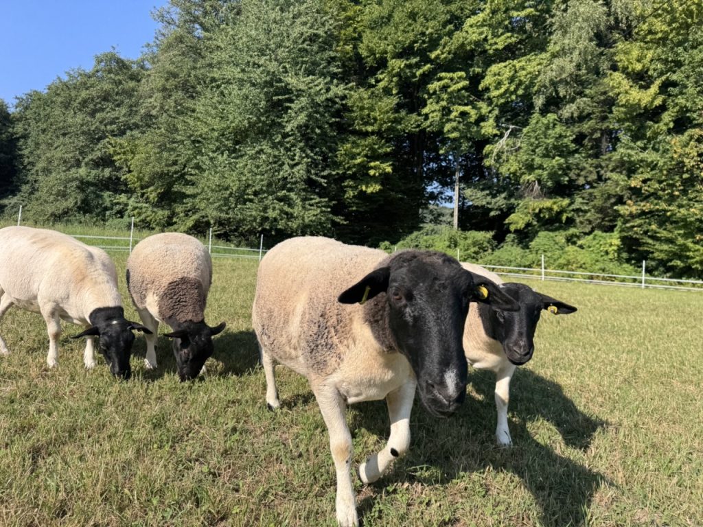 Dorper Polska Barwald by Infinity Foto Love IMG_8684 Duży