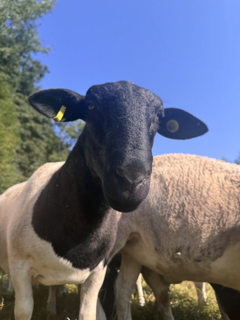 Dorper Polska Barwald by Infinity Foto Love IMG_8694 Duży