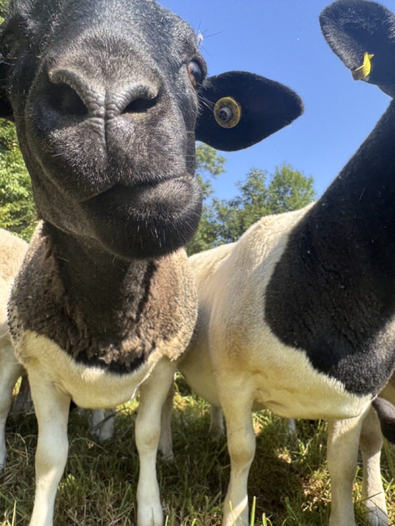 Dorper Polska Barwald by Infinity Foto Love IMG_8697 Duży