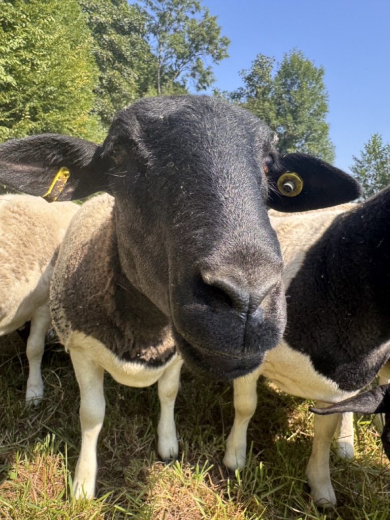 Dorper Polska Barwald by Infinity Foto Love IMG_8698 Duży