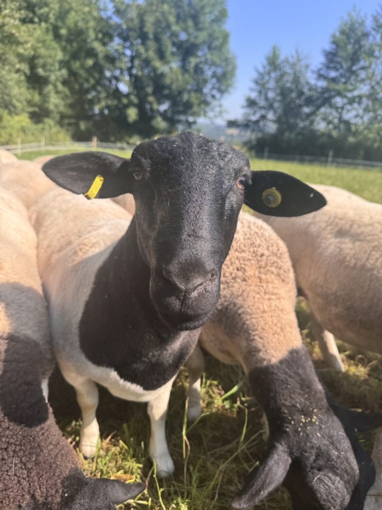 Dorper Polska Barwald by Infinity Foto Love IMG_8700 Duży