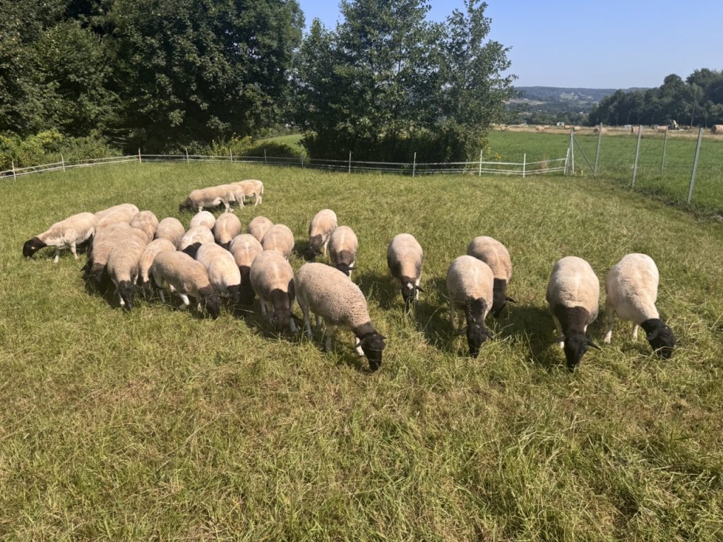 Dorper Polska Barwald by Infinity Foto Love IMG_8712 Duży