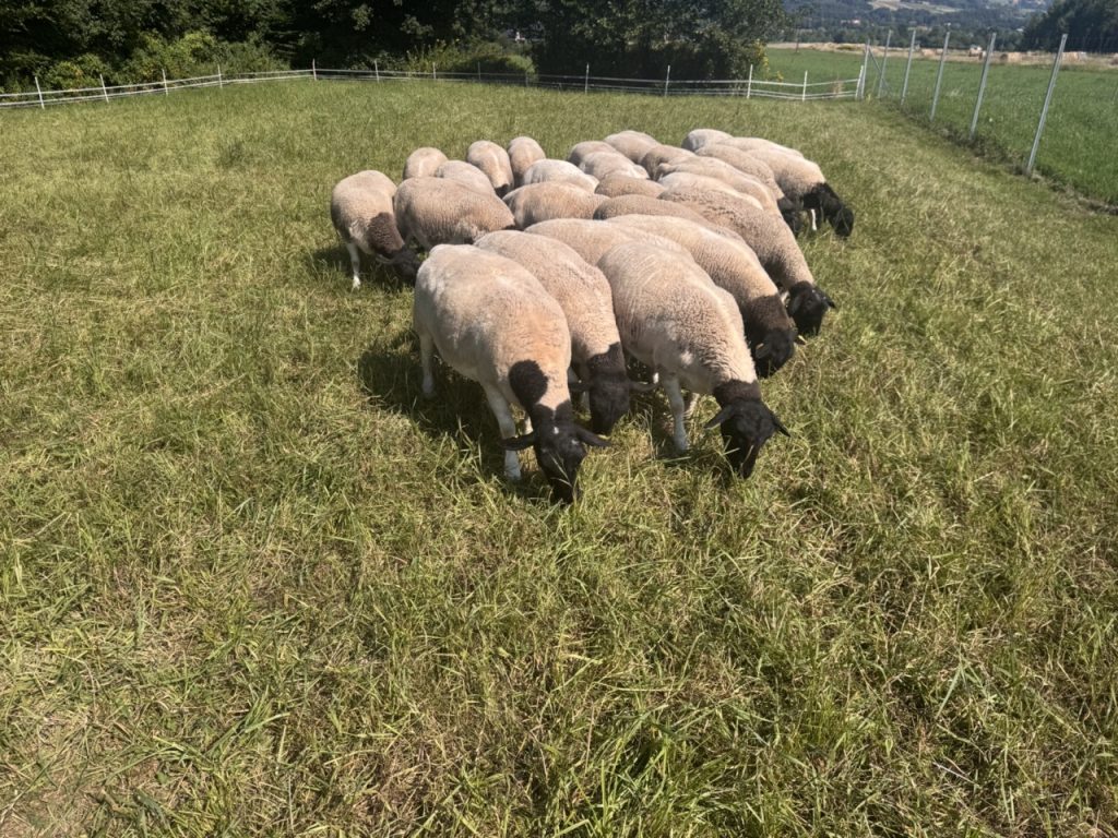 Dorper Polska Barwald by Infinity Foto Love IMG_8716 Duży