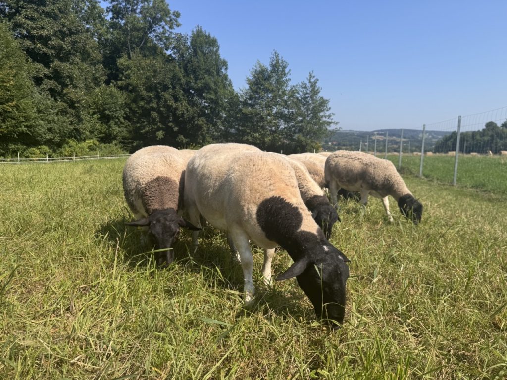 Dorper Polska Barwald by Infinity Foto Love IMG_8719 Duży