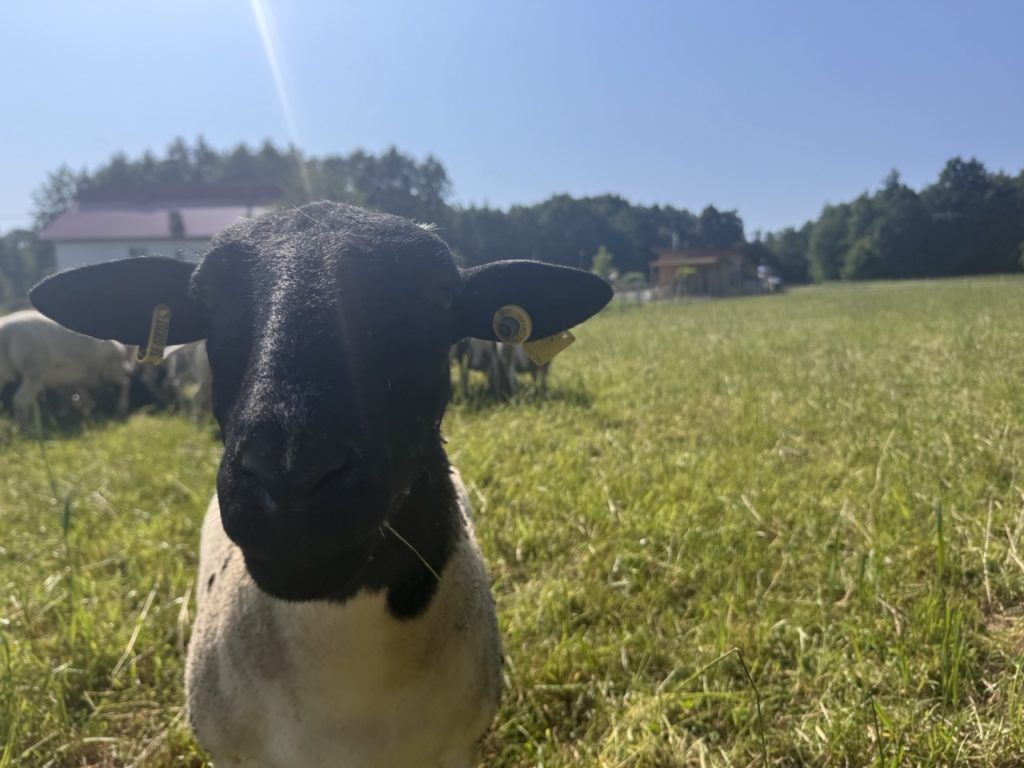 Dorper Polska Barwald by Infinity Foto Love IMG_8732 Duży