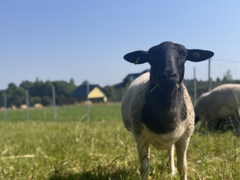 Dorper Polska Barwald by Infinity Foto Love IMG_8748 Duży