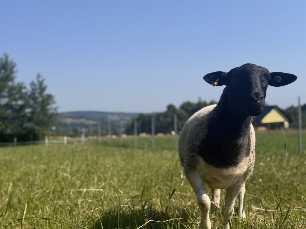 Dorper Polska Barwald by Infinity Foto Love IMG_8749 Duży