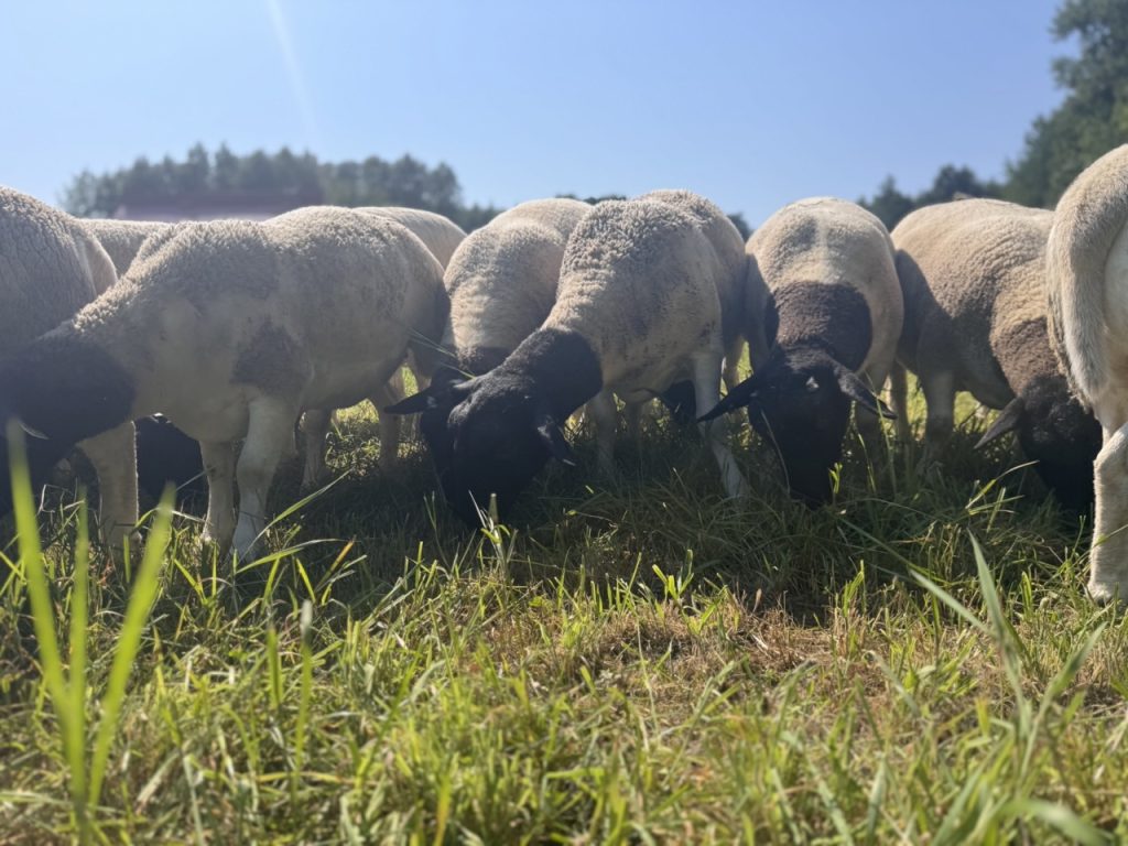 Dorper Polska Barwald by Infinity Foto Love IMG_8777 Duży