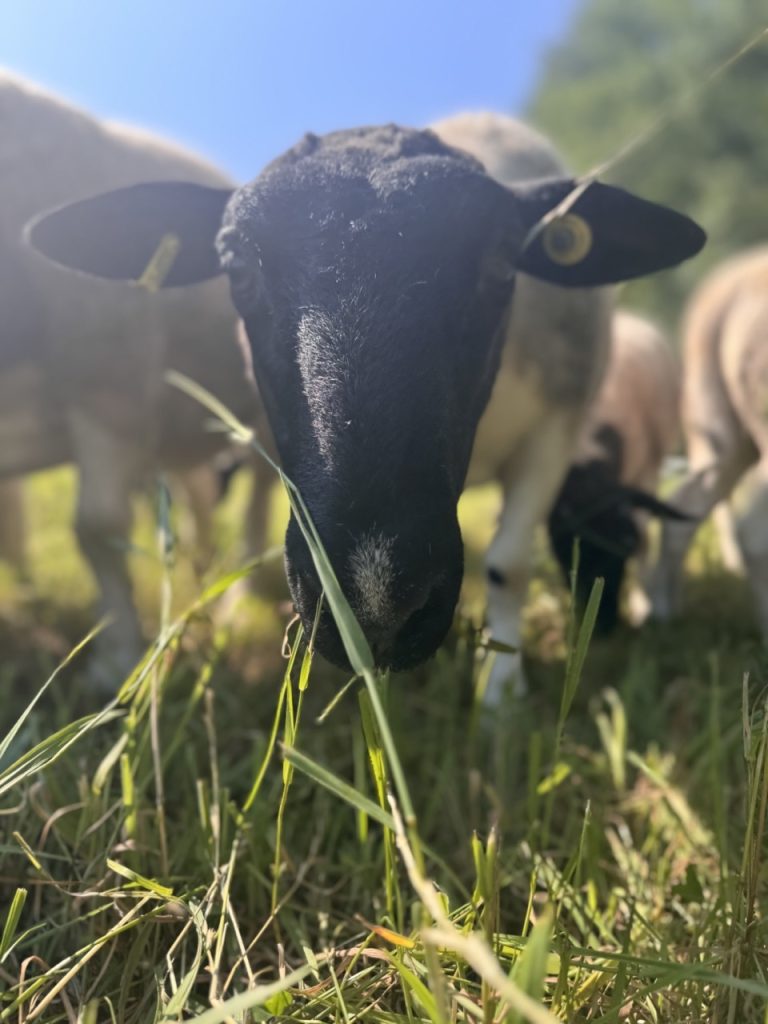 Dorper Polska Barwald by Infinity Foto Love IMG_8778 Duży