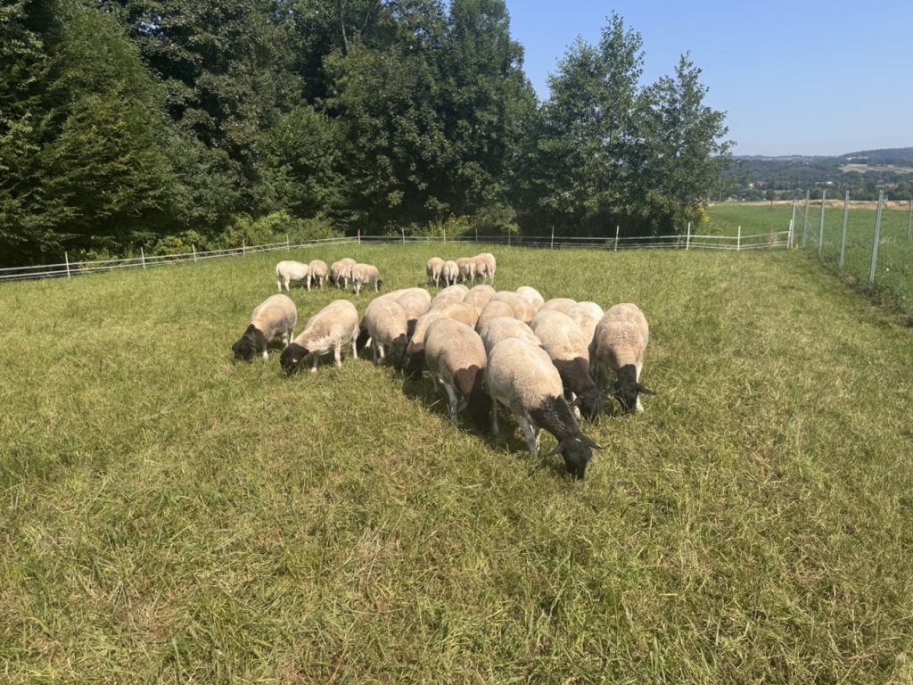 Dorper Polska Barwald by Infinity Foto Love IMG_8785 Duży