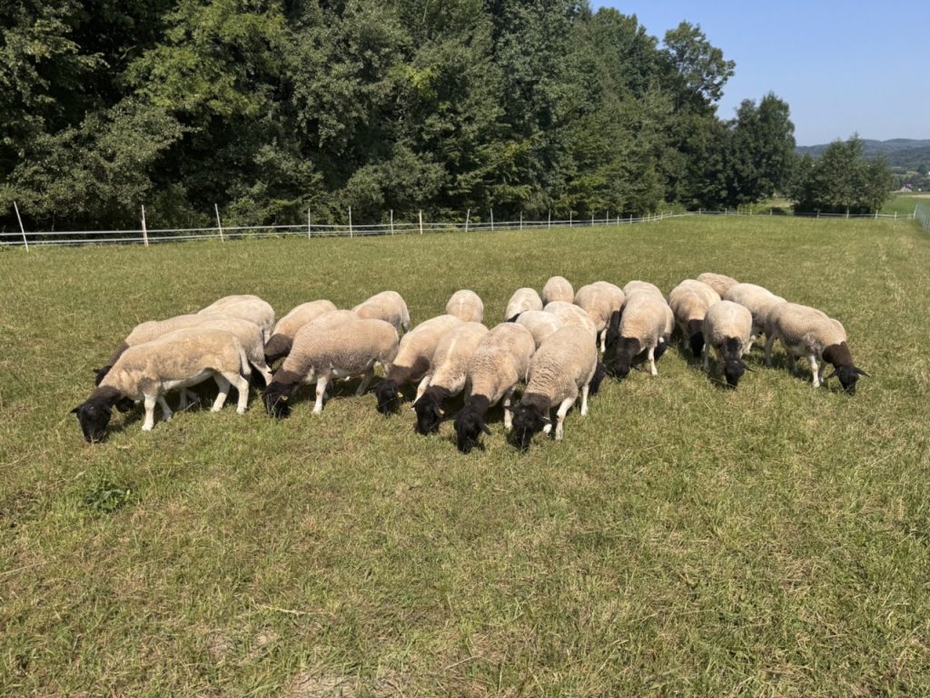 Dorper Polska Barwald by Infinity Foto Love IMG_8812 Duży