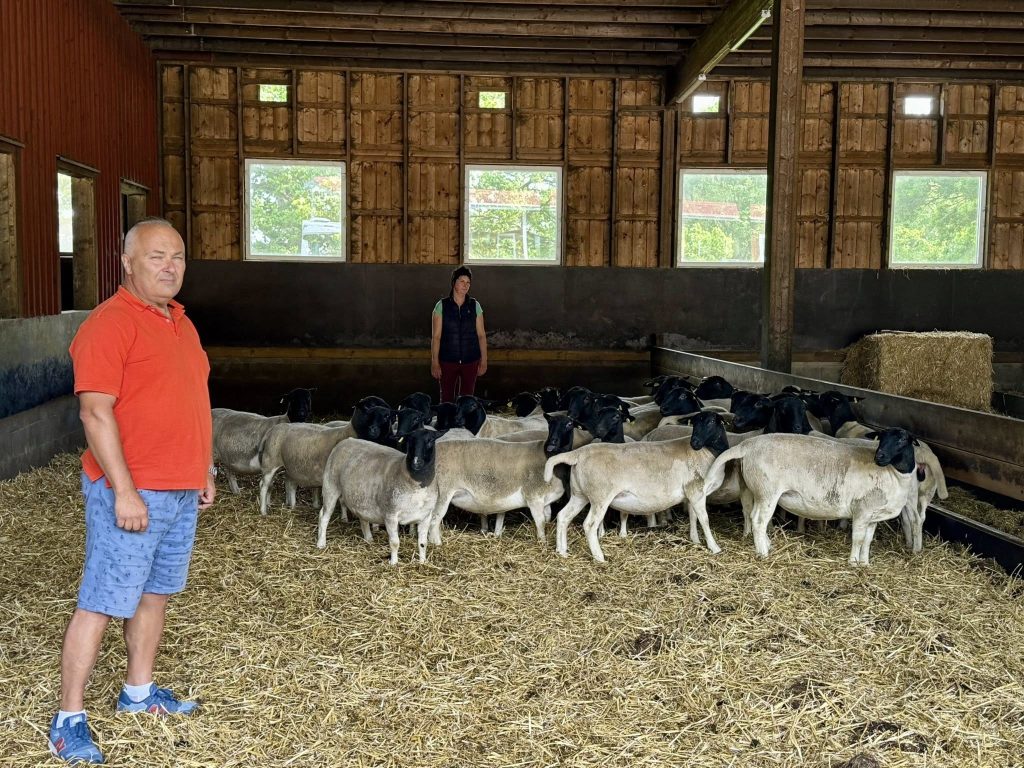 Dorper Polska Dorper Poland w Jonkopings Ian Szwecja SA Dorper Gotlandsfar fot Lawrence Heathman 2